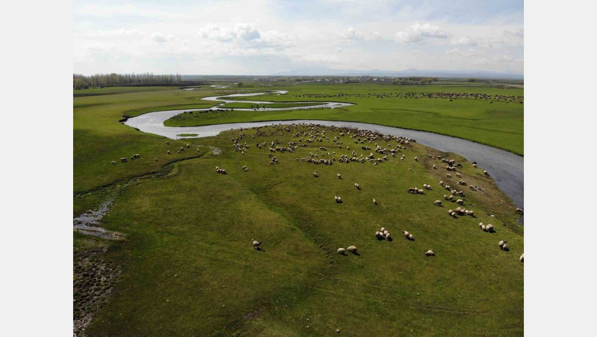 Kars'ta meralarda hayvan sesleri yükseliyor