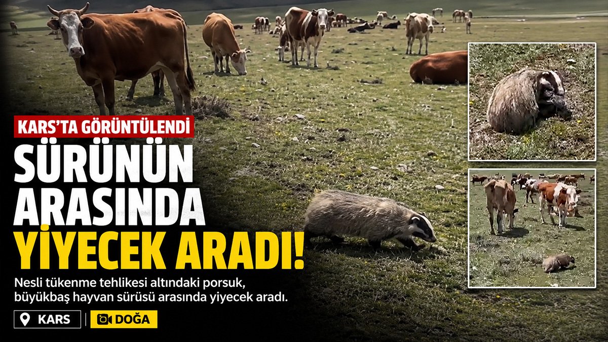 Kars'ta nesli tükenme tehlikesindeki porsuk sürünün arasında görüntülendi