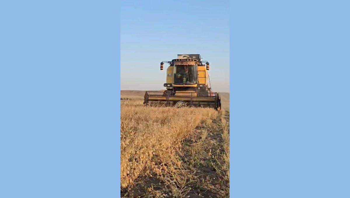 Kars'ta nohut hasadı başladı