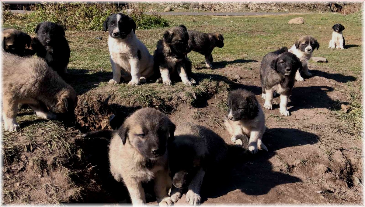 Kars'ta onlarca yavru köpek yola bırakıldı