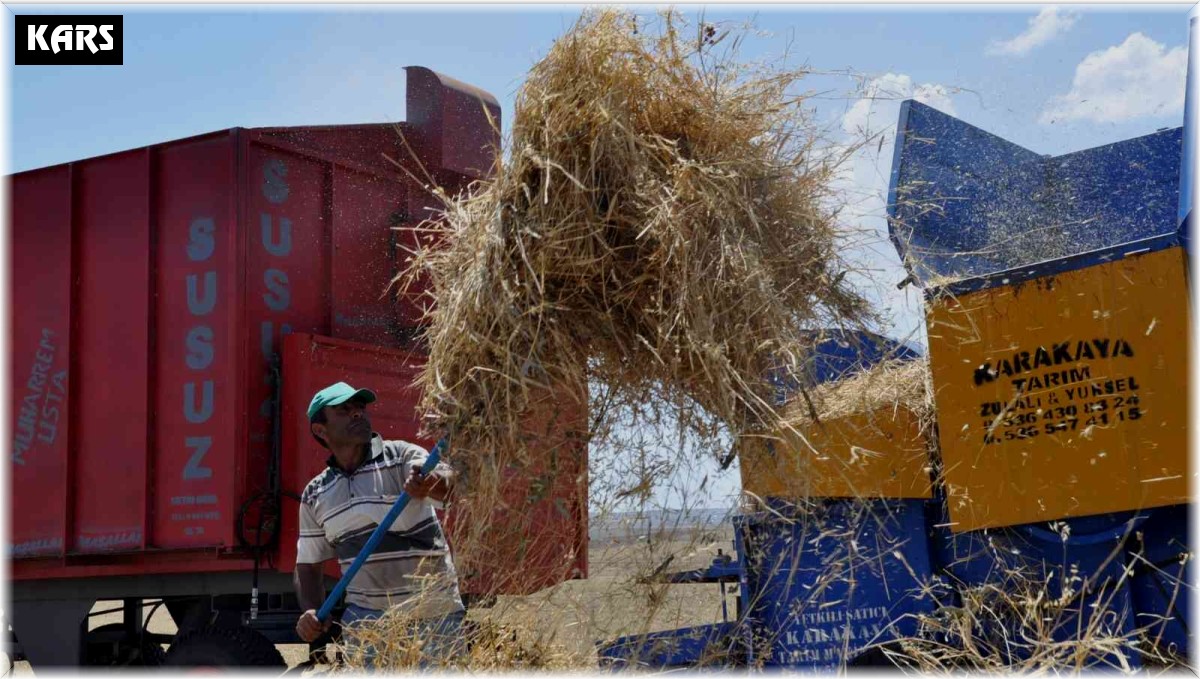 Kars'ta ot biçimi sürüyor