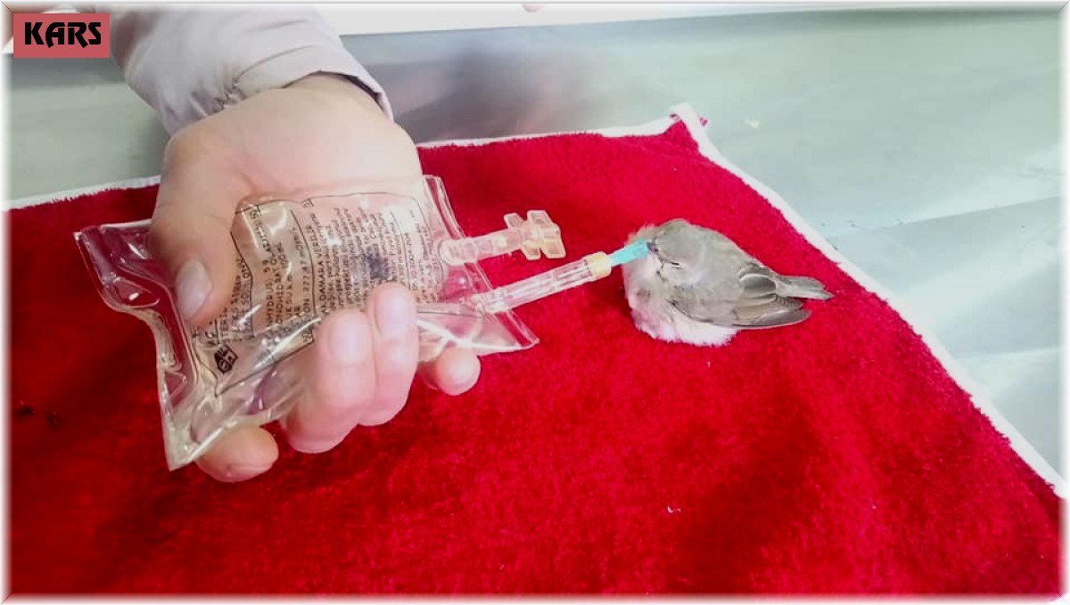 Kars'ta Ötleğen ve Balaban kuşları tedaviye alındı