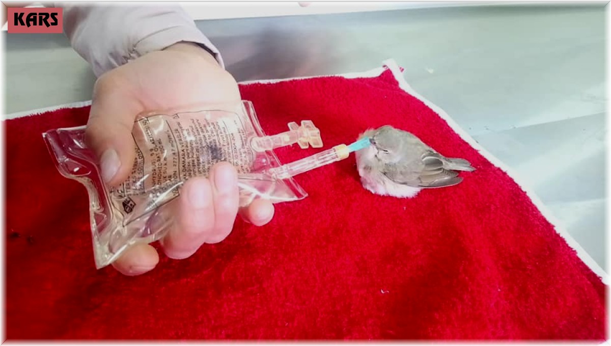 Kars'ta Ötleğen ve Balaban kuşları tedaviye alındı