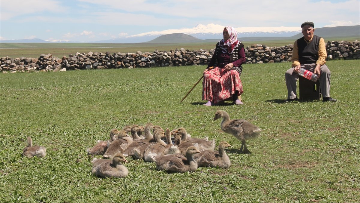 Kars'ta özenle bakılan "bilikler" ilk kez merayla buluştu