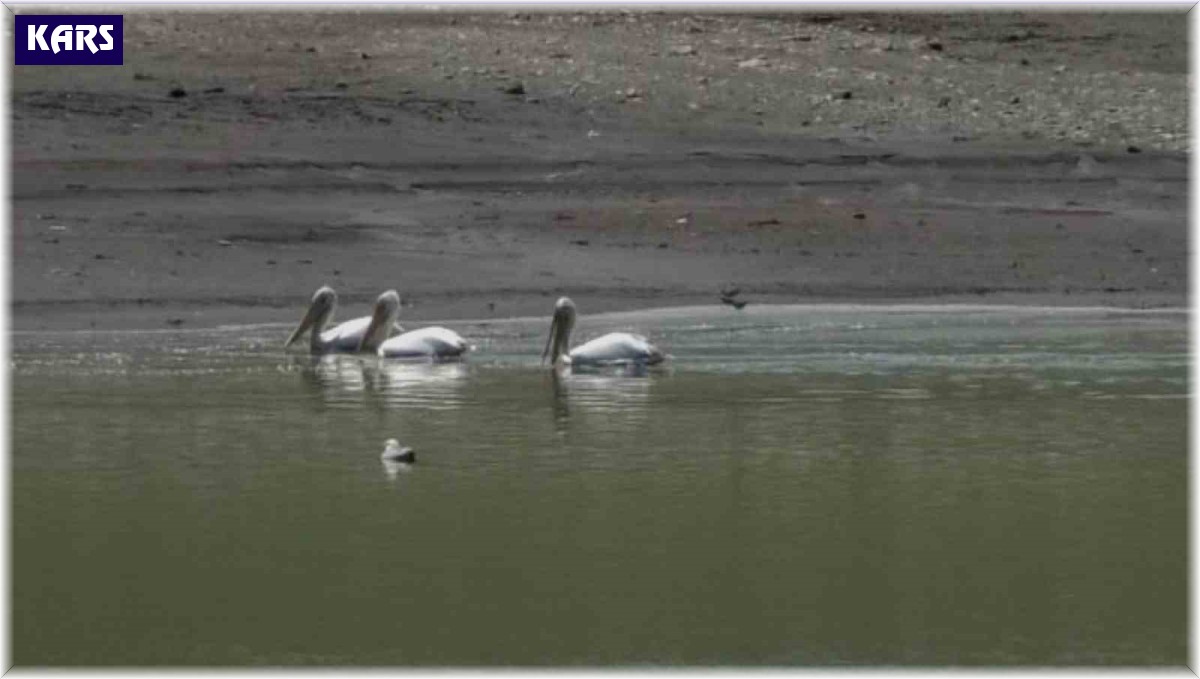 Kars'ta pelikan ve karabatakların yiyecek araması kamerada