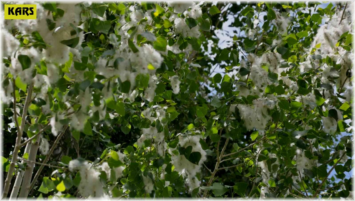 Kars'ta polenli ağaçlar vatandaşları bıktırdı