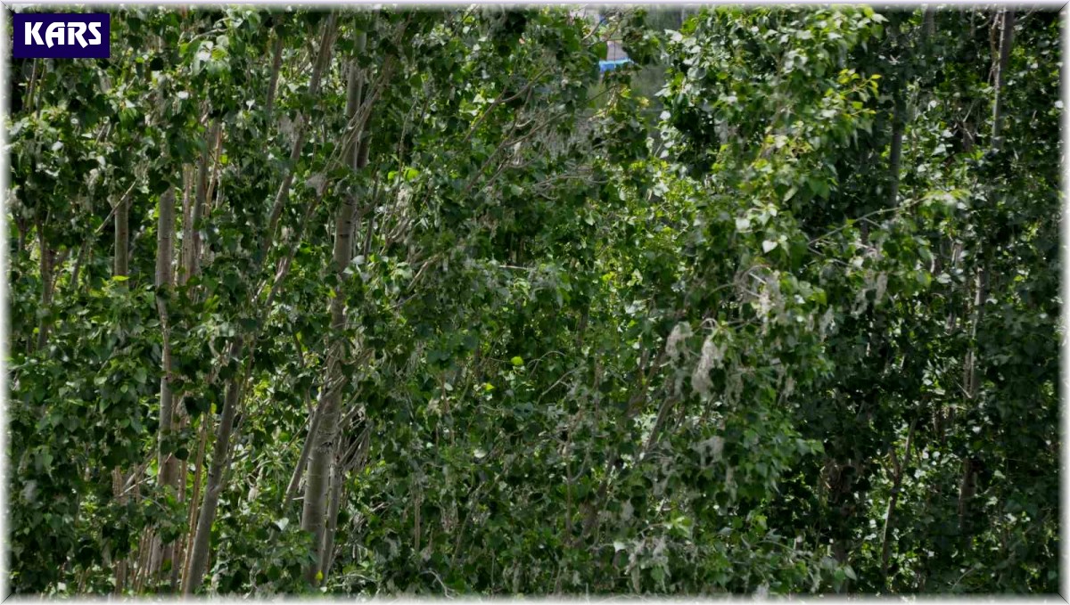 Kars'ta polenli ağaçlar vatandaşları rahatsız ediyor