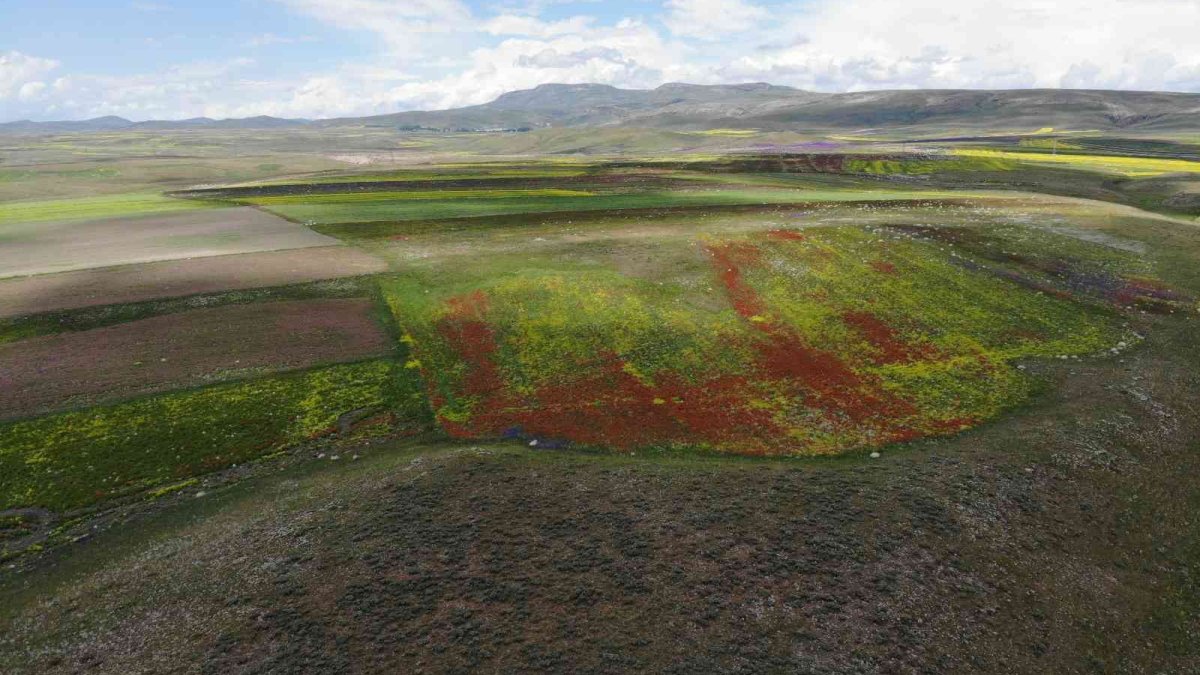 Kars'ta rengarenk açan çiçekler kartpostallık görüntüler oluşturdu