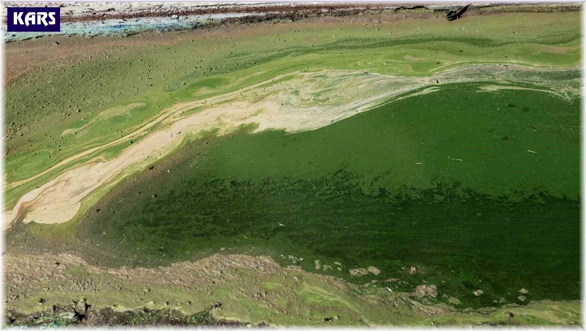 Kars'ta rengi yeşile dönen göl etrafa pis koku yayıyor