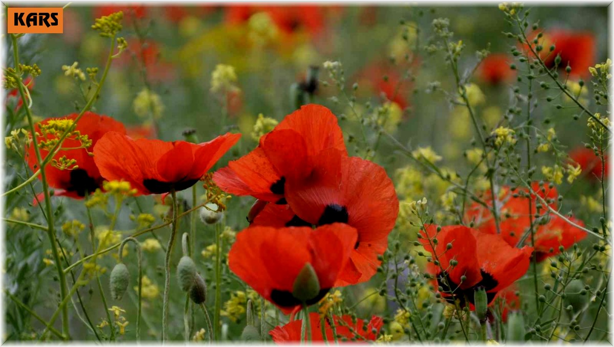 Kars'ta renk cümbüşü yaşanıyor