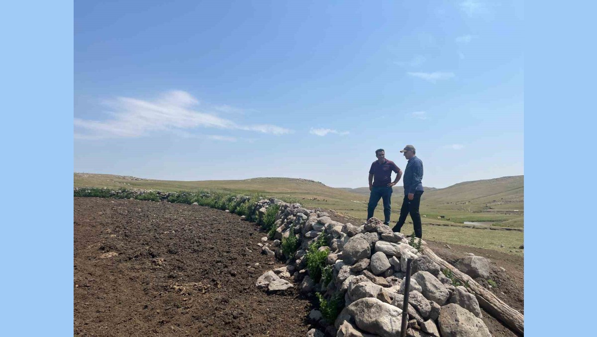 Kars'ta şap hastalığıyla mücadele sürüyor