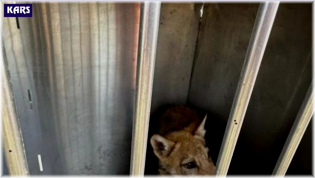 Kars'ta satılık kurt paylaşımı yapan 1 kişiye 14 bin TL para cezası