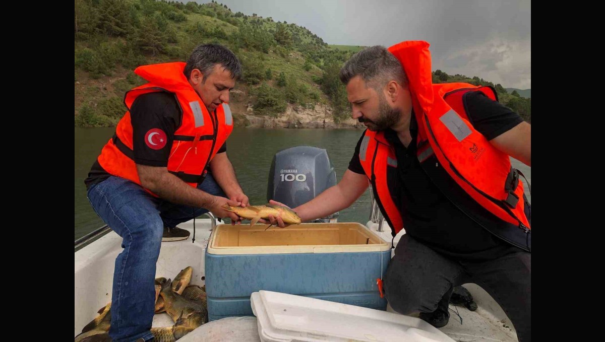 Kars'ta sazan balıklarının üreme dönemleri araştırılıyor