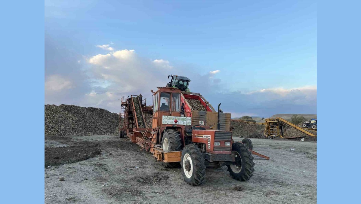 Kars'ta şeker pancarı hasadında yoğun mesai: Çiftçiler zamanla yarışıyor