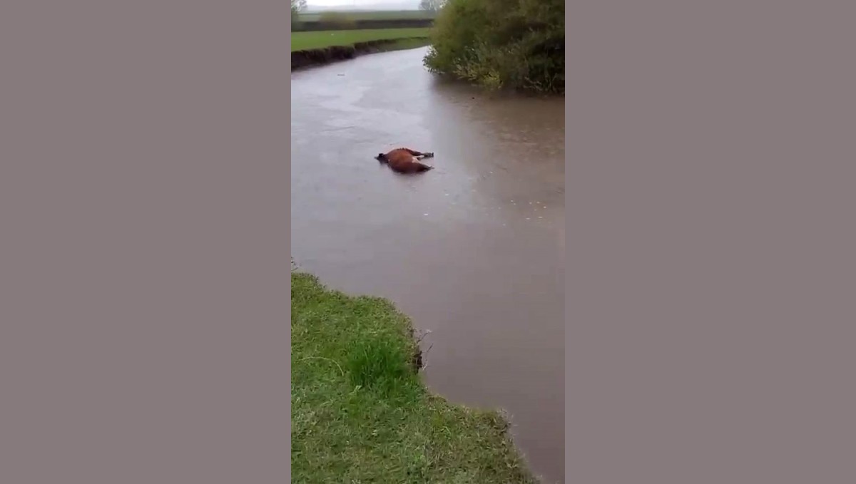 Kars'ta sel sularına kapılan büyükbaş hayvan telef oldu