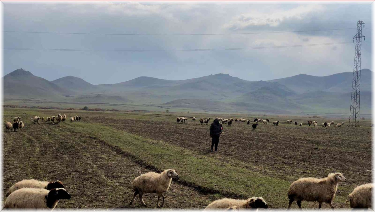 Kars'ta sıcak hava küçükbaş hayvanlara yaradı