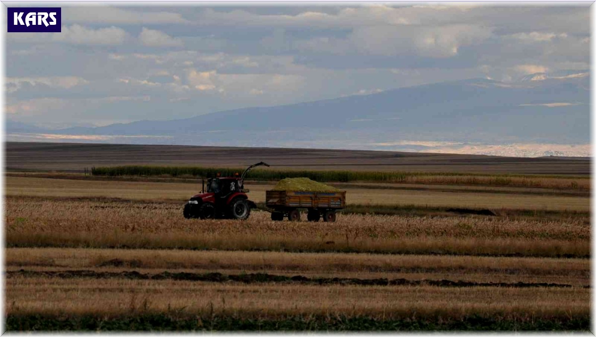 Kars'ta silajlık mısırın hasadı yapılıyor