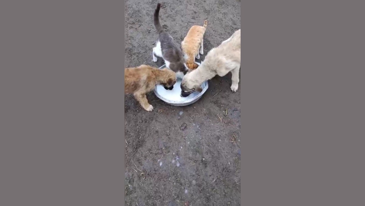 Kars'ta sımsıcak dostluk: Kedi ile köpek aynı kaptan süt içti
