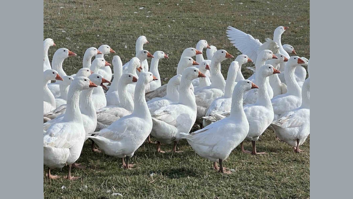 Kars'ta sofralarının vazgeçilmezi: 'Kar yiyen kazlar' kesime hazır