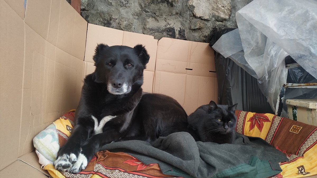 Kars'ta soğuk havadan etkilenen kedi ile köpek birbirine sığındı