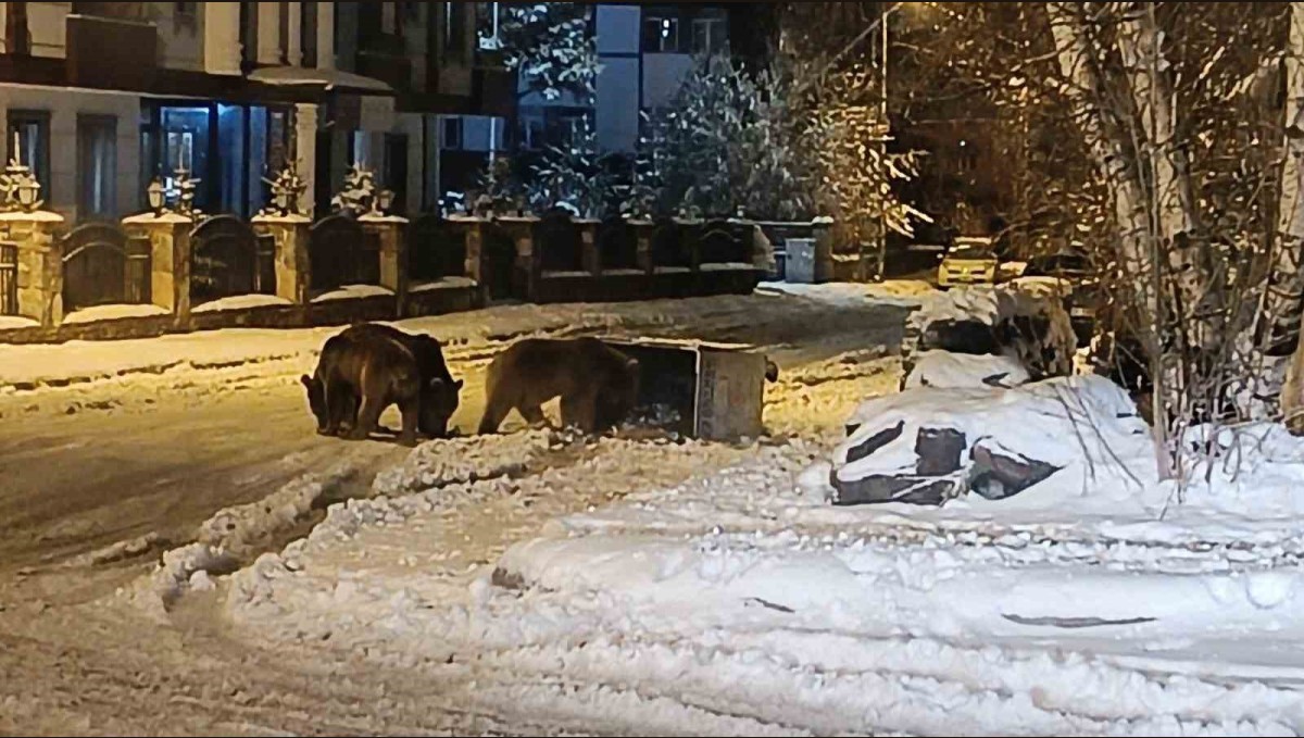 Kars'ta sokaklarda yiyecek arayan ayılar kamerada