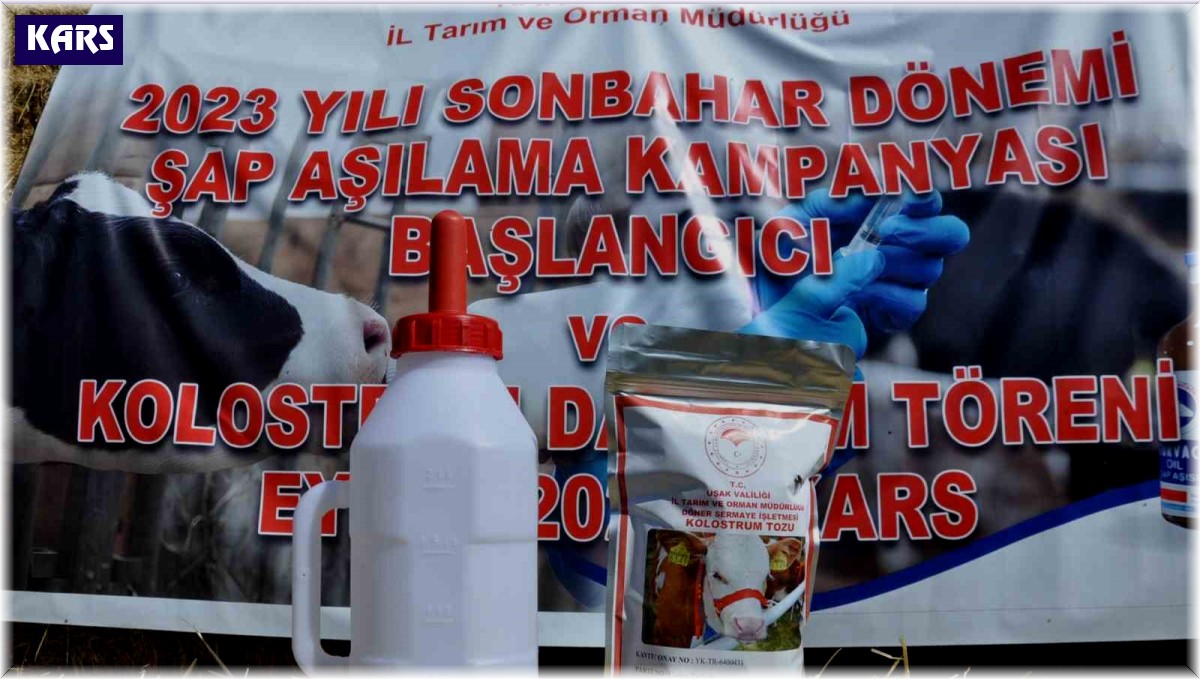 Kars'ta Sonbahar Dönemi Şap Aşılama kampanyası başladı