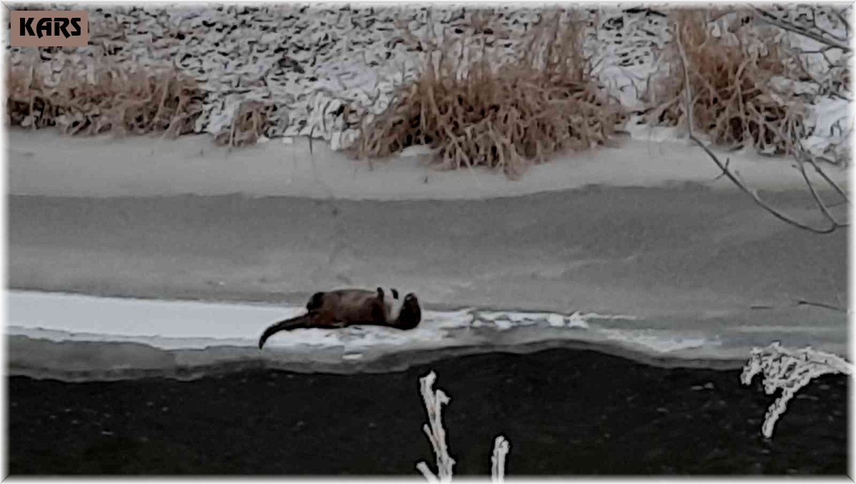 Kars'ta su samuru kamerada