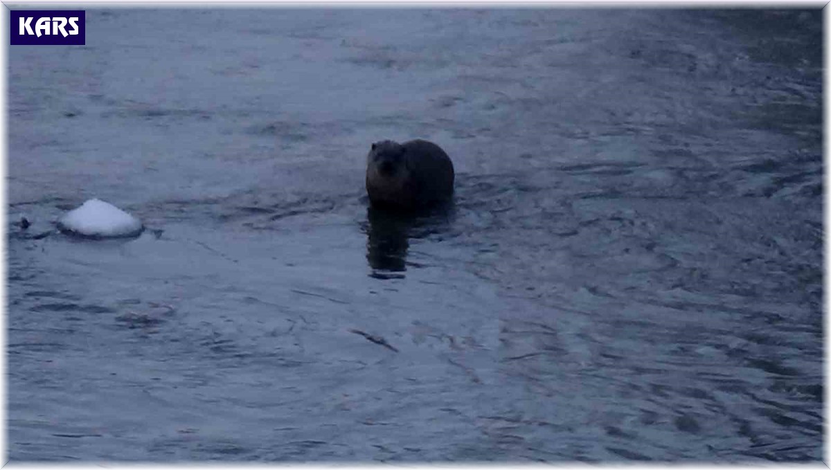 Kars'ta su samurunun ördeklerle sınavı kameraya yansıdı