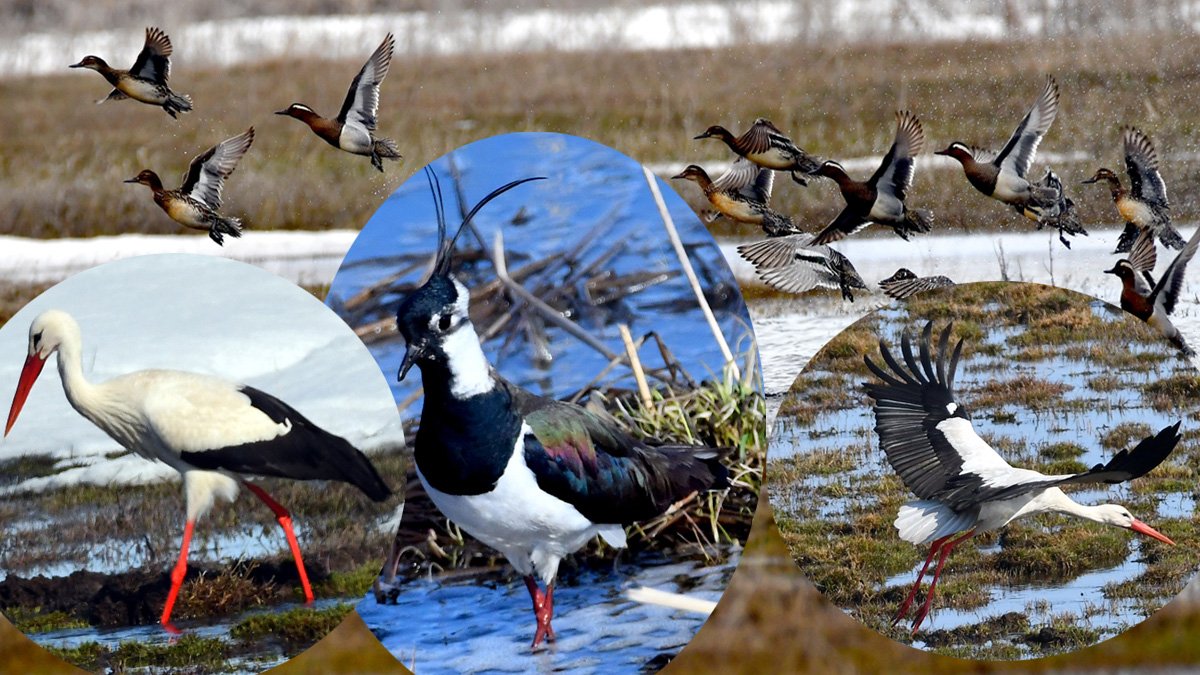 Kars'ta sulak alanlar göçmen kuşlarla şenlendi: Leylek ve ördek türleri görüntülendi