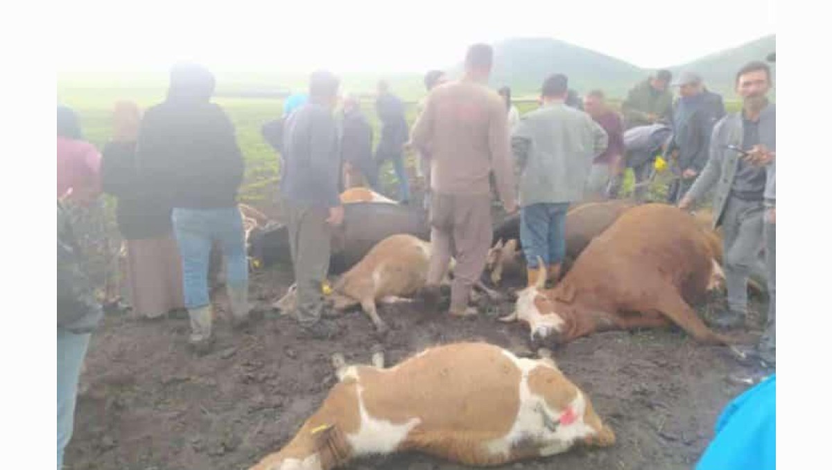 Kars'ta sürünün üzerine yıldırım düştü: 2 çoban yaralandı, 10 hayvan telef oldu