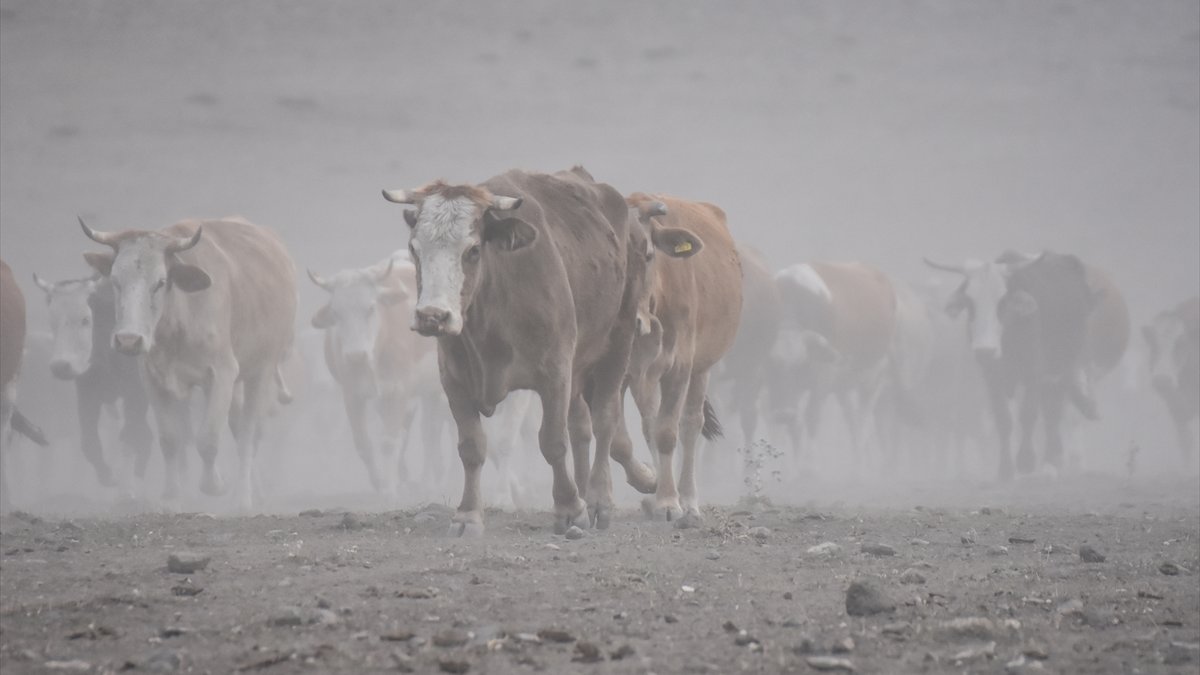 Kars'ta süt ineklerinin tozlu yolculuğu
