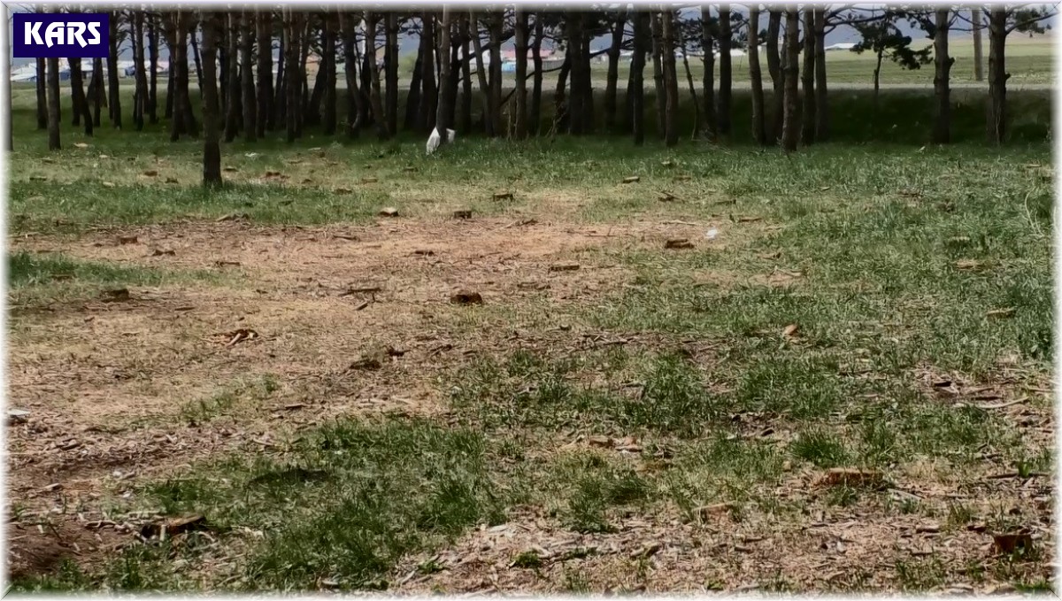 Kars'ta tarhi tren istasyonundaki kuru çam ağaçları kesildi