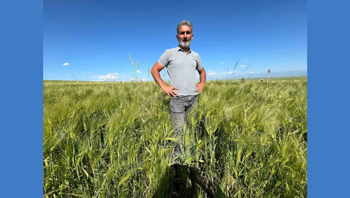 Kars'ta tarım arazilerinde yerli ve milli arpa bereketi