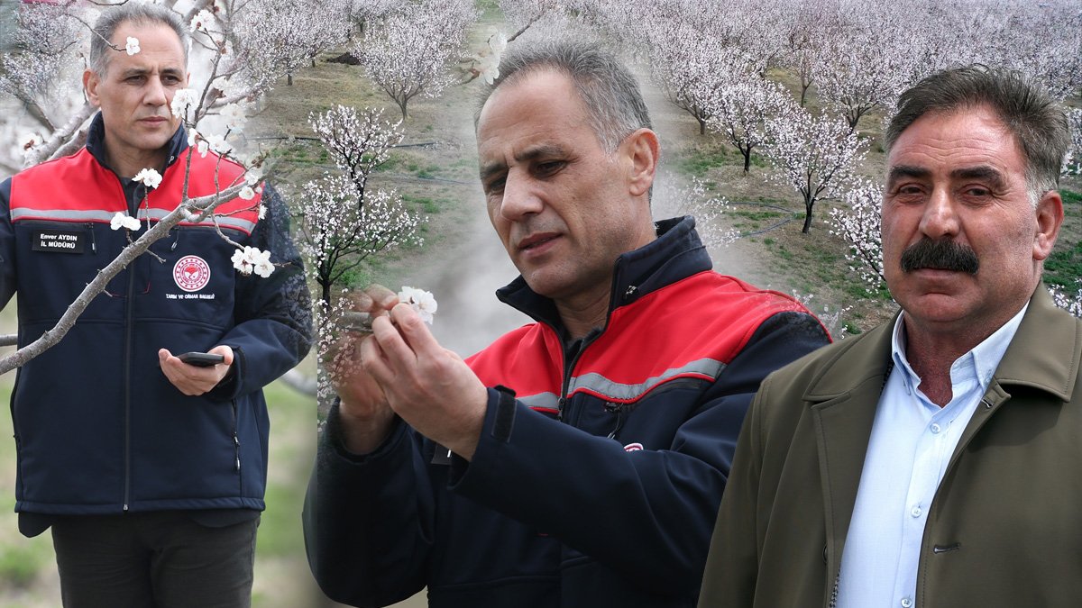 Kars'ta tarım ekipleri, zirai don riskine karşı kayısı üreticilerini sahada bilgilendiriyor