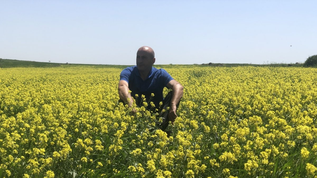 Kars'ta tarlalarda açan 'sarı çiçekler' görsel şölen sundu