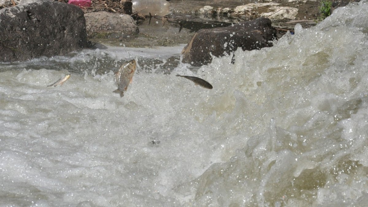 Kars'ta tatlı su kefallerinin zorlu yolculuğu