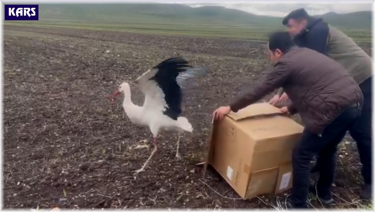 Kars'ta tedavisi tamamlanan leylek doğal ortamına bırakıldı