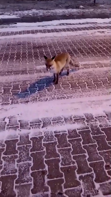 Kars'ta tilki ile vatandaşın gülümseten anları