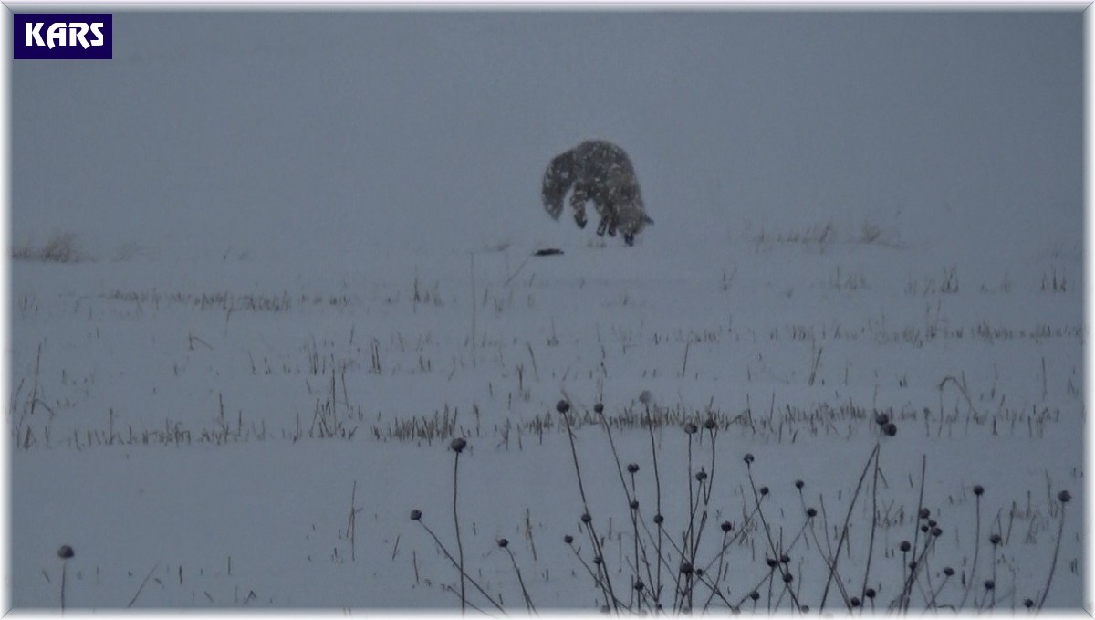 Kars'ta tilkilerin av mesaisi başladı