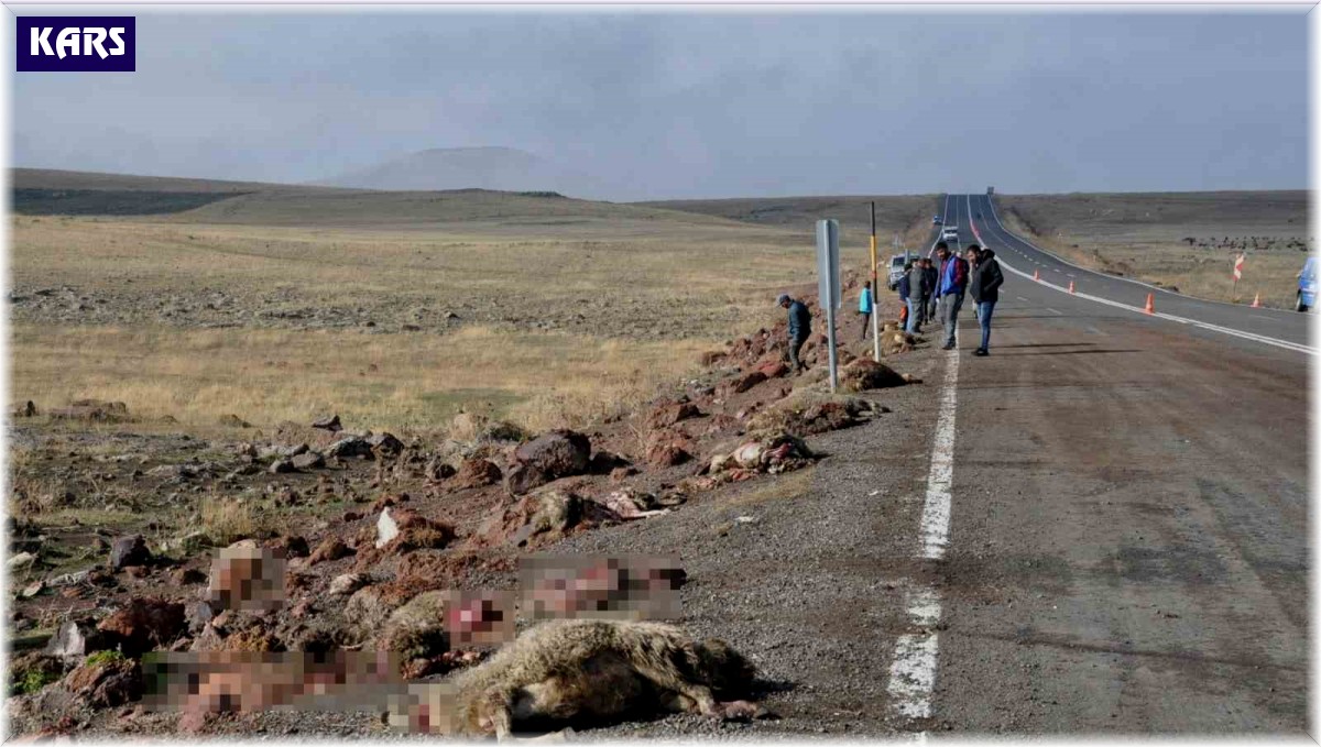 Kars'ta tur midibüsü hayvan sürüsüne çarptı