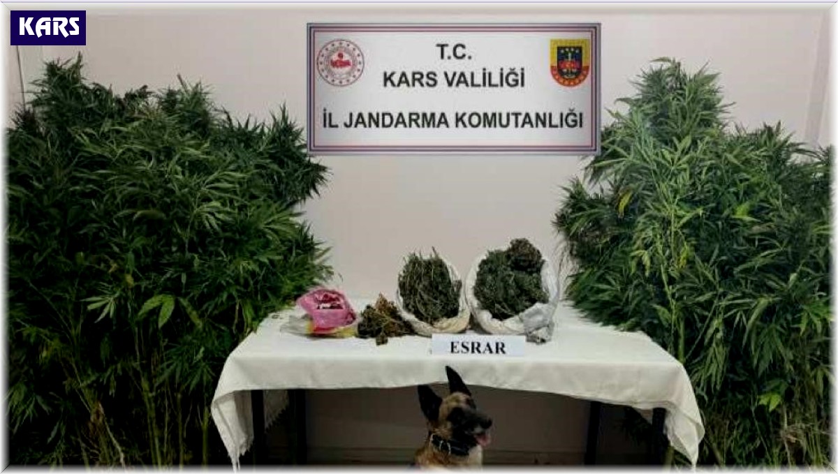 Kars'ta uyuşturucu tacirleri dedektör köpek Termal'a takıldı