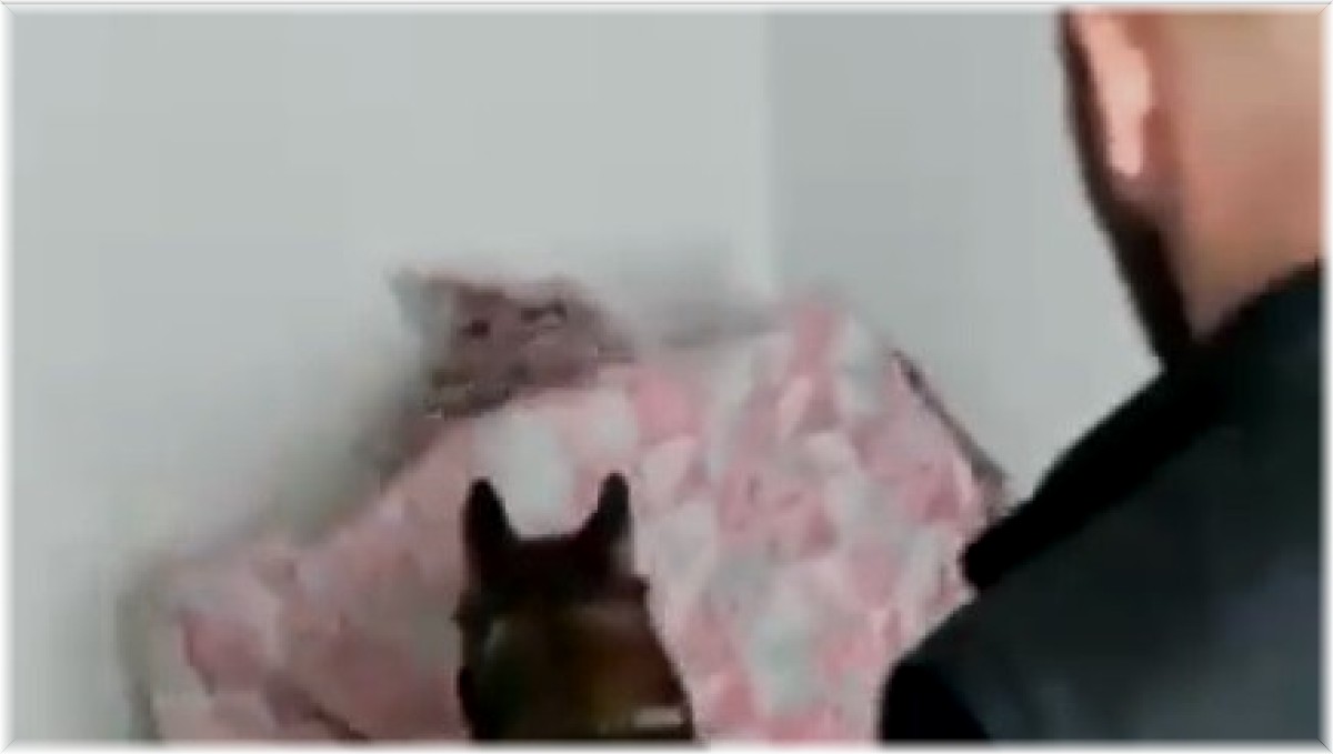 Kars'ta uyuşturucuyu narkotik köpeği Daxo yakaladı