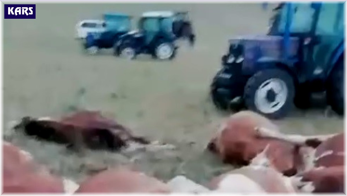 Kars'ta üzerlerine yıldırım düşen 10 hayvan telef oldu