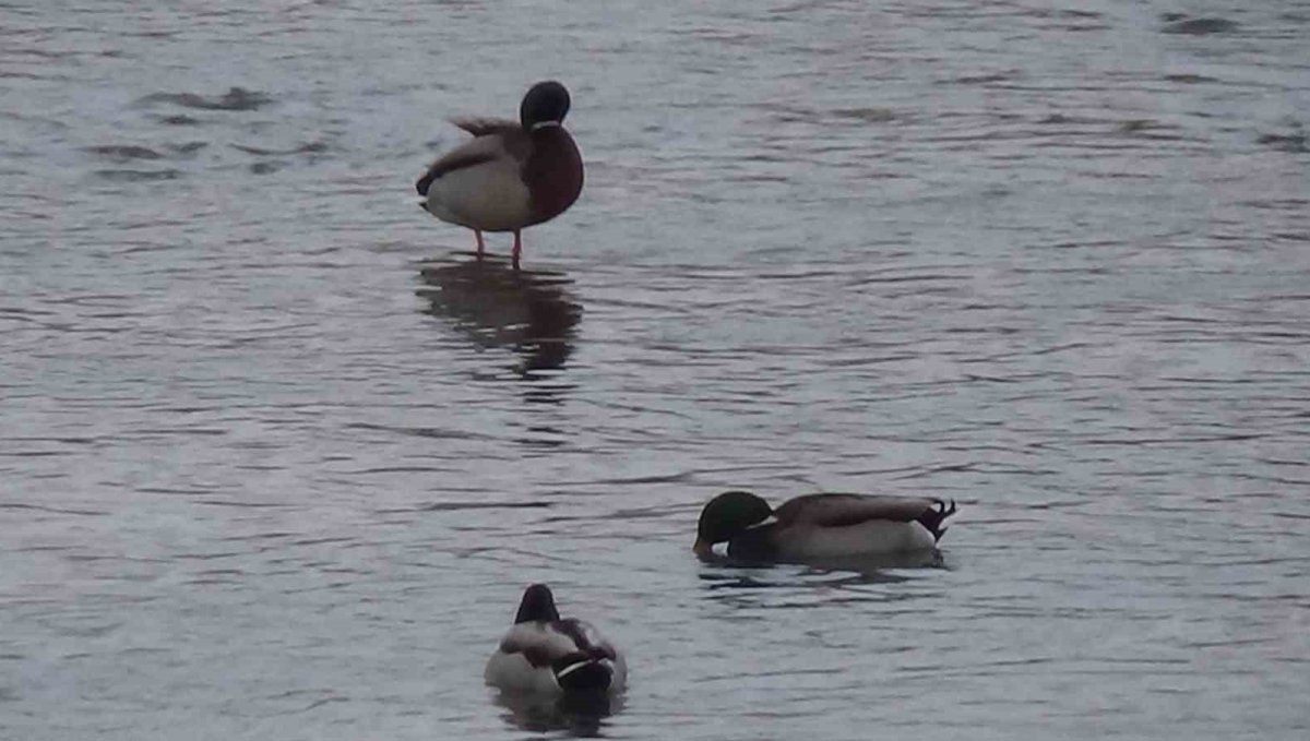 Kars'ta yaban hayatı şehre indi: Yeşilbaş ördeklerin yemek mesaisi kamerada