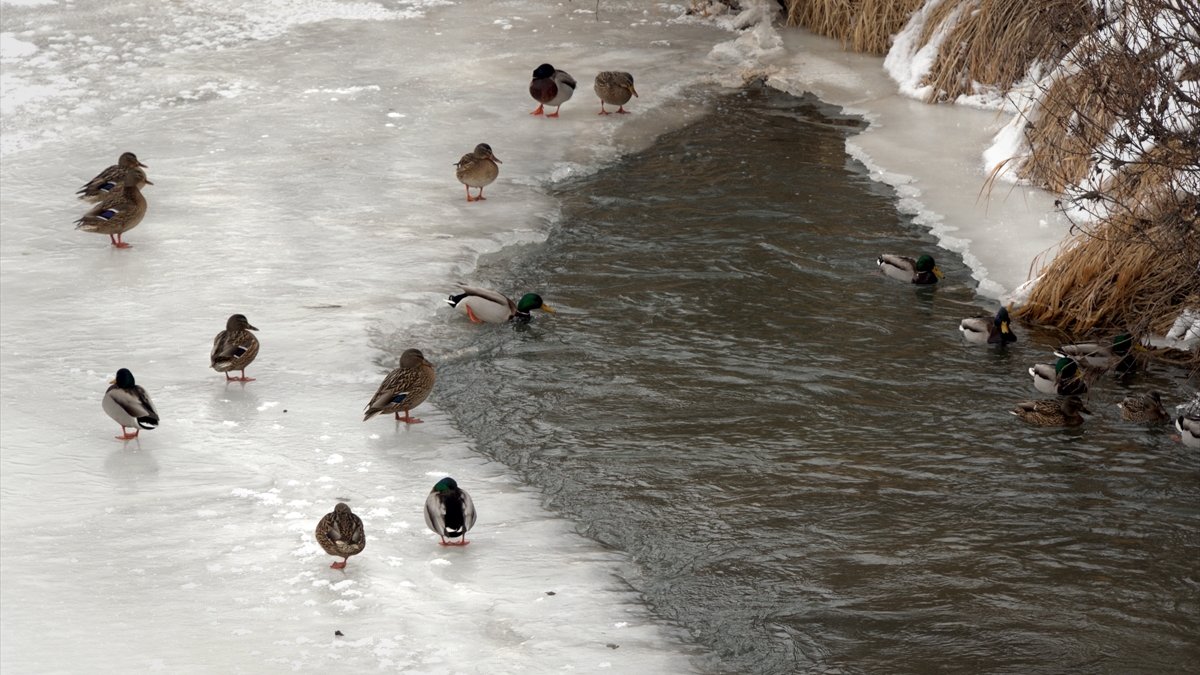 Kars'ta yaban hayvanları karla kaplı arazide yiyecek ararken görüntülendi