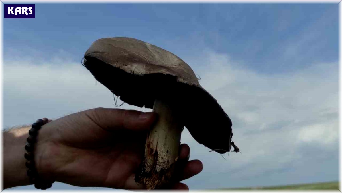 Kars'ta yağışların ardından mantar bereketi