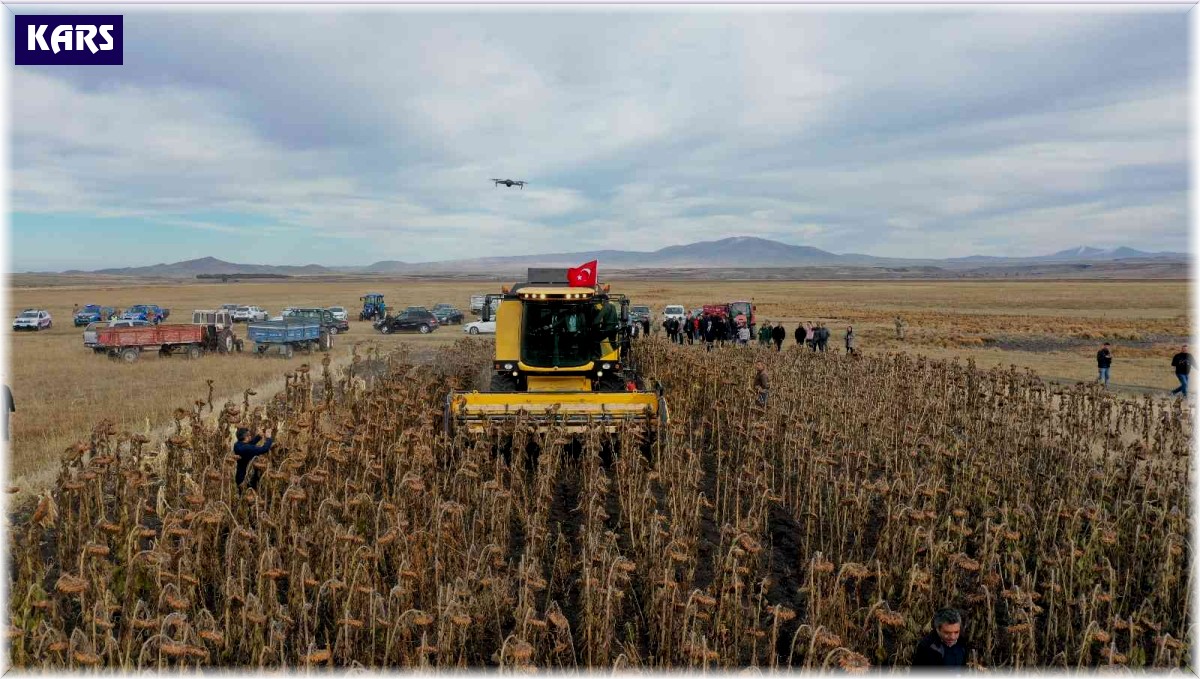 Kars'ta yağlık ayçiçeği hasadı başladı