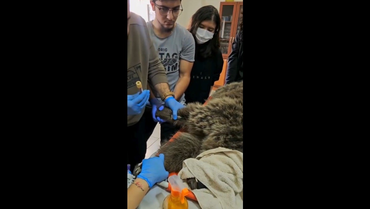 Kars'ta yaralı bozayının tedavisi yapılıyor