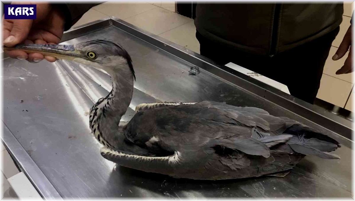 Kars'ta yaralı Gri Balıkçıl kuşu tedavi altına alındı