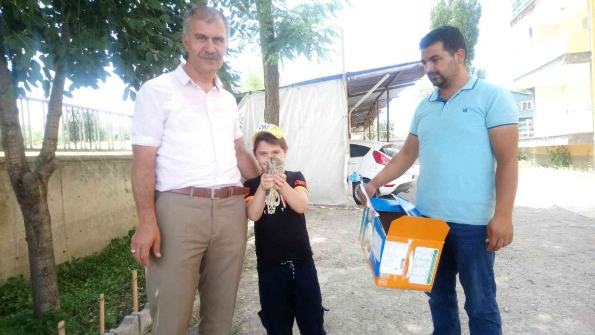 Kars'ta yaralı Kerkenez tedavi altına alındı